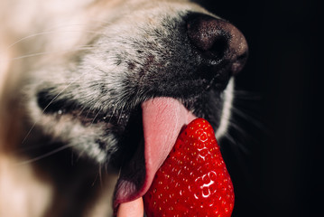  Close-up of a golden retriever dog licking strawberries against a black background. 