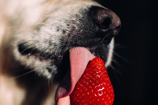  Close-up of a golden retriever dog licking strawberries against a black background. 