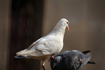 beautiful view of two pigeons. one dominating other. a true black and white combination.a symbol of dominance.