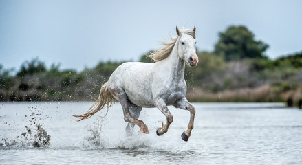 Fototapeta na wymiar White Camargue Horse galloping on the water. Parc Regional de Camargue - Provence, France