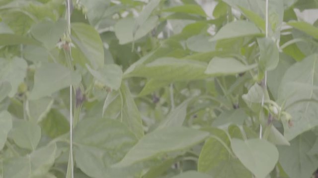 Pepper plant with many white peppers in a greenhouse. Close Up, vertical panorama, raw ungraded footage 4k, s-log