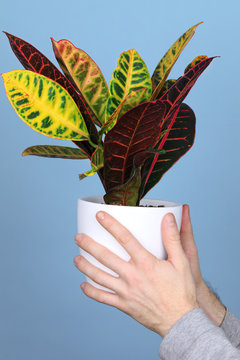 Plant