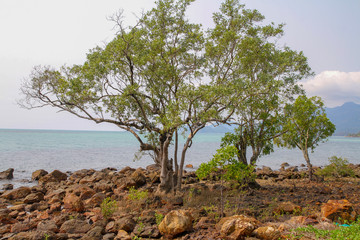 Fototapeta na wymiar Tree on the rock near sea
