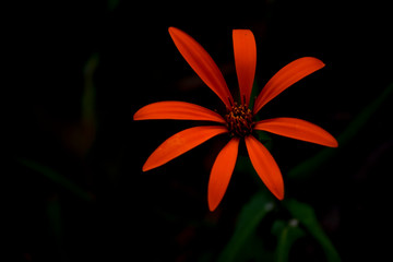flor sencilla de color  naranja fuerte llamada mutisia originaria de patagonia
