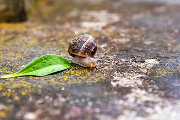 snail on a colorful cement surface with a green leaf