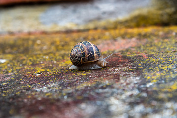 snail on a colorful cement surface