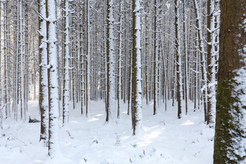 Verschneiter Winterwald in Südbayern, Deutschland
