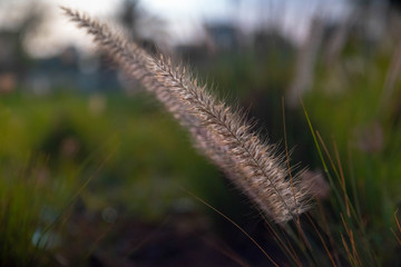 grass in the wind