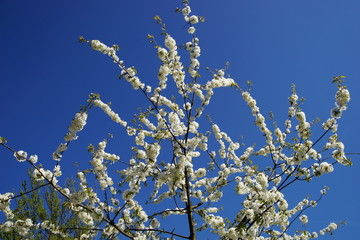 Kirschblüte,Wildkirsche,Frühling