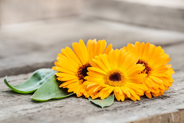 Orange marigold flowers with green leaves (Calendula officinalis) on wooden background.