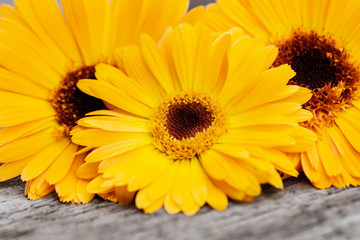Yellow marigold flowers (Calendula officinalis) on wooden background close-up.
