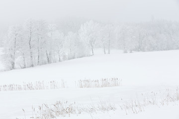 Winterlandschaft im Nebel in Bayern, Deutschland