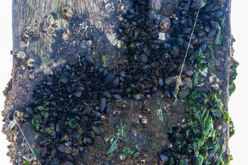 Seaweed and clams glued to the column of a dock