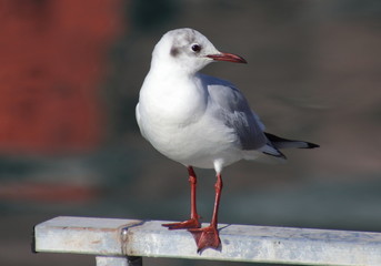 il Gabbiano.