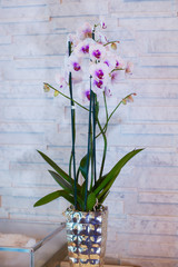 Orchid decorating luxury looking office