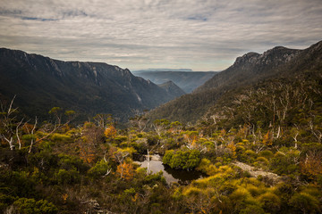 Cradle Mountain and Autumn Fagus, Tasmania