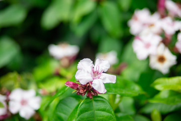 White and pink Climbing oleander or Cream fruit flowers