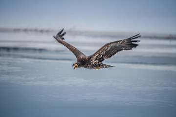 Adult White-tailed eagle in flight. Blue sky background. Scientific name: Haliaeetus albicilla, also known as the ern, erne, gray eagle, Eurasian sea eagle and white-tailed sea-eagle.