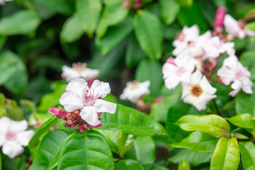 White and pink Climbing oleander or Cream fruit flowers