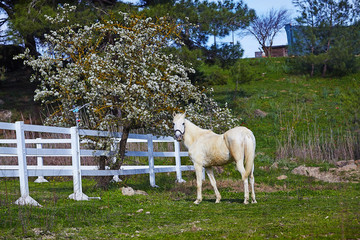 White horse near blooming tree at spring