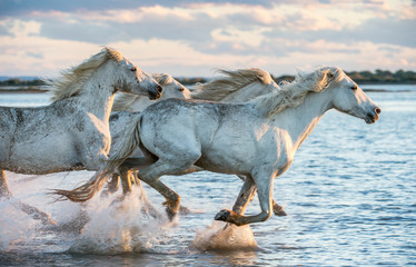 White Camargue Horses galloping on the water. - obrazy, fototapety, plakaty