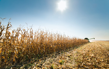 Harvesting of corn field with combine
