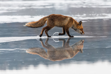 Red fox (Vulpes vulpes) with a bushy tail hunting in the snow in winter in Algonquin Park in Canada