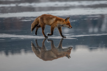 Fototapeta premium Red fox (Vulpes vulpes) with a bushy tail hunting in the snow in winter in Algonquin Park in Canada