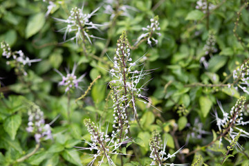 Beautiful blue purple flowers in the garden