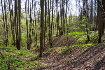 A small ravine in the spring forest.