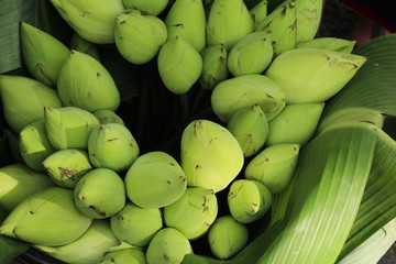 Beautiful lotus in the market with nature
