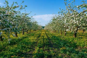 apple orchard in spring