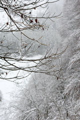 In the foreground the snowy branch of the tree against the backdrop of the snowy landscape of the forest