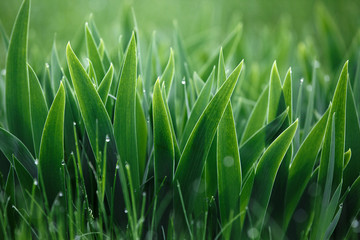 spring sunrise and macro grass