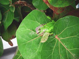Naklejka premium lizard on a leaf tree Insect Nature