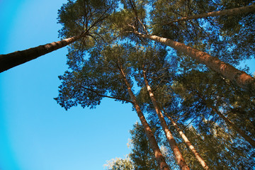 Pine forest near big willas town