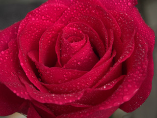 Red rose Bud. Flower petals are covered with water droplets.