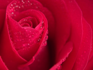 Red rose Bud. Flower petals are covered with water droplets.