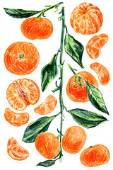 set of mandarin isolated on white background. Whole fruits and slices