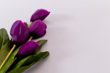 Obraz premium Violet Tulips Flowers spring background