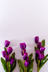 Violet Tulips Flowers spring background