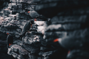 Group of Inca Terns - Larosterna Inca sitting on a rocky coast cliff