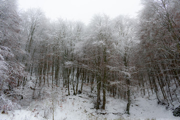 Trees with snowy branches in the forest