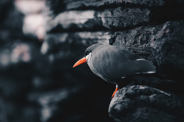 Inca Tern - Larosterna Inca sitting on a rocky coast cliff