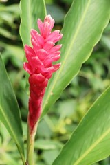 Red ginger or zingiberaceae with the nature