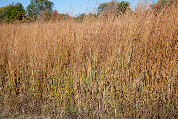 Prairie Grass in the Fall 