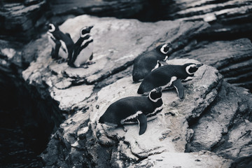 Group of Magellanic Penquins - Spheniscus Magellanicus