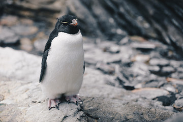 Close up of a Southern Rockhopper Penguin - Eudyptes Chrysocome