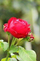 Beautiful roses is blooming in the garden