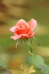 Beautiful roses is blooming in the garden